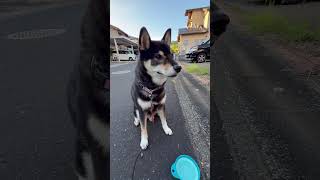 【黒柴ゴンくん】朝散歩8.8                        #柴犬#犬のいる暮らし#癒し#犬#犬のいる生活