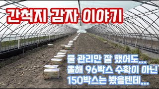 다른집 하우스는 70박스 우리집은 96박스 그러나 물 관리만 잘 했어도 150박스는 나왔을 텐데.... 나와…