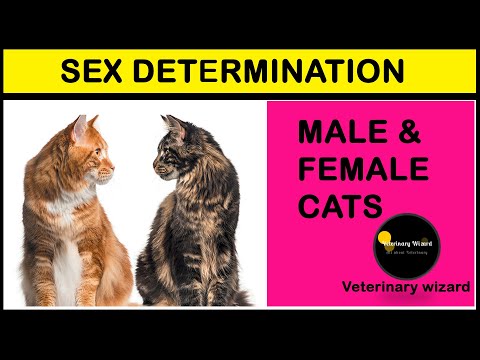 Male or female? II Tell the difference of male and Female Kitten II  Determine gender of your kitten