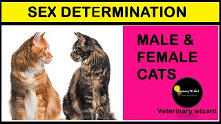 Male or female? II Tell the difference of male and Female Kitten II  Determine gender of your kitten