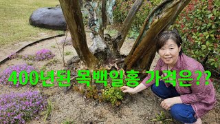 400년된 목백일홍 수령과 가격은??