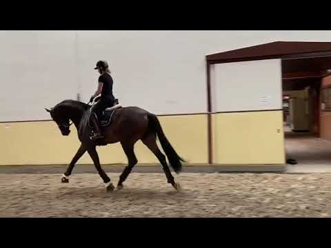 HP Summer Breeze (For Romance II x Furstenball x Friedensfurst)