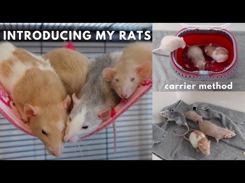 Introducing Young Rats to Adult Rats!
