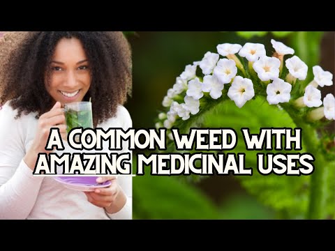 Heliotropium indicum (Indian heliotrope): Medicinal uses & Precautions + more / Earth’s Medicine