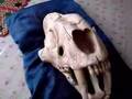 Smilodon Populator S Skull Replica