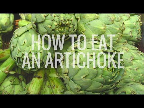 download lagu mp3 mp4 Artichoke Edible Part, download lagu Artichoke Edible Part gratis, unduh video klip Artichoke Edible Part
