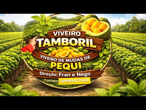 Como é feita as mudas de pequi e outros frutos do cerrado mineiro #pequi #frutodocerrado