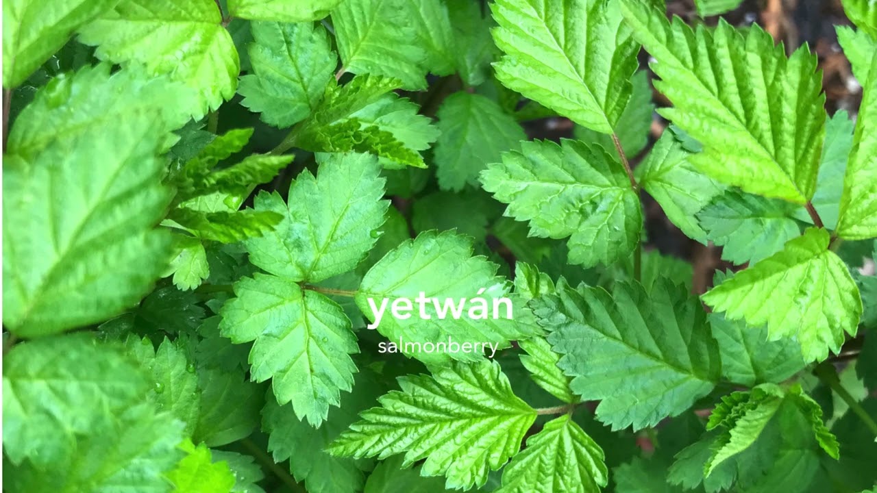 yetwán (salmonberry)