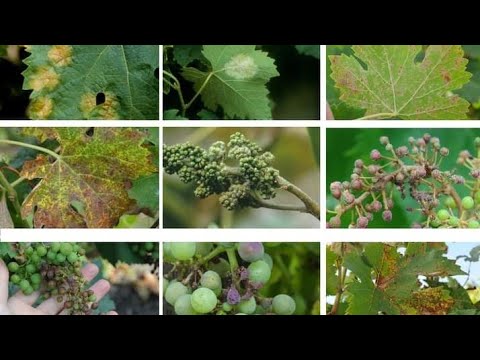 What is downy mildew of grapes and vine disease identification? (Prevention symptoms and treatment).