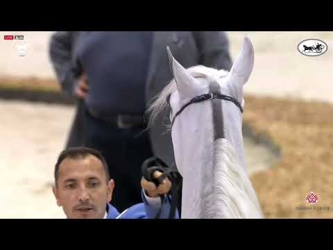 N 151 AJ AJBAN   Dubai International Arabian Horse Championship 2021   Colts 2 Years Old Class 10