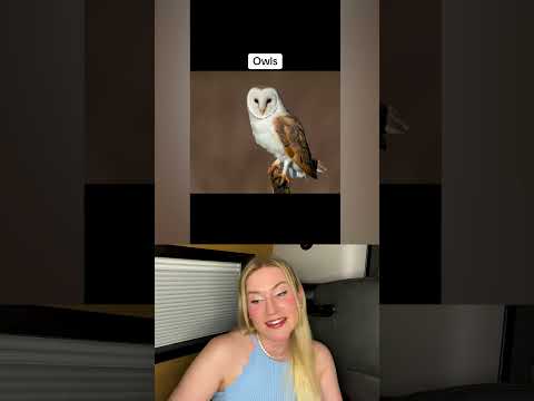 Gruselige Tiere Nachts