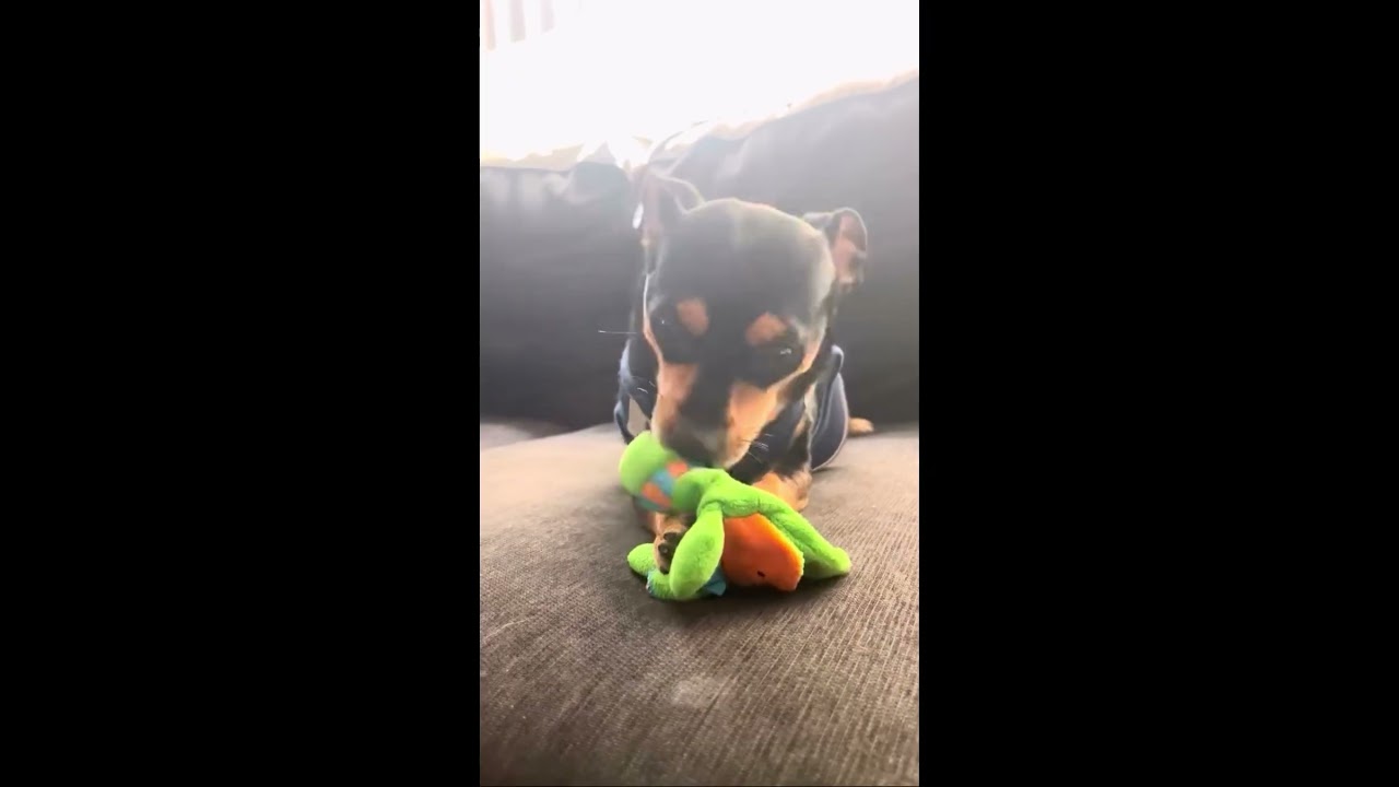 Enlarge Kingston, a ADOPTABLE mixed breed in Glendora, CA video 2/6