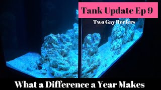 What a Difference a Year Makes - Tank Update 9