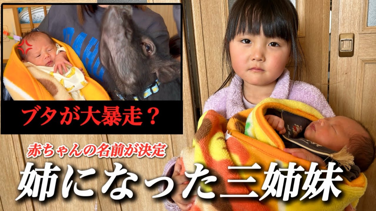 【名前が決定】４人目赤ちゃんの名前が決定！さらに夜中にブタが怪しい行動を？一体なにを？