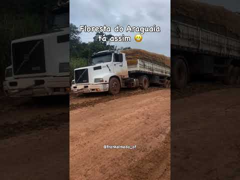 Começou a Safra do Abacaxi Floresta do Araguaia 2026 - Pura Bucha Pra Galera @frankalmada_of