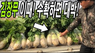 김장무 이때 수확하면 대박날수밖에 없다! / 김장무 수확시기