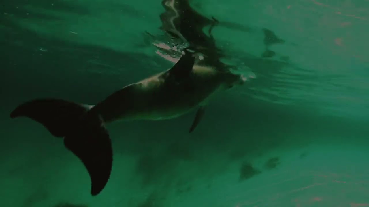 Golfinhos de Laguna | Vizinhos Selvagens - 2ª temporada