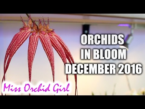 Orchids in bloom and new purchases - December 2016