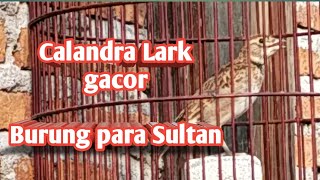 Download lagu calandra Lark gacor mp3