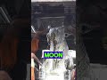 Double Pournami🫢 Arunachalam Lordshiva Arunachaleswarartemple