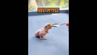 オウムは喋るのか？ #animals #動物プロダクション #動物 #自然 #癒し
