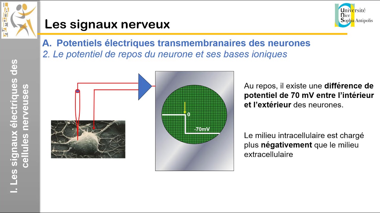 II. Les signaux nerveux: Les signaux électriques des cellules nerveuses (1)