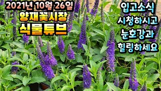 양재꽃시장 식물튜브 [겹작약 구근, 포인세치아, 구절초, 애기사랑초, 레위시아, 바이올렛, 아레카야자, 꼬리…