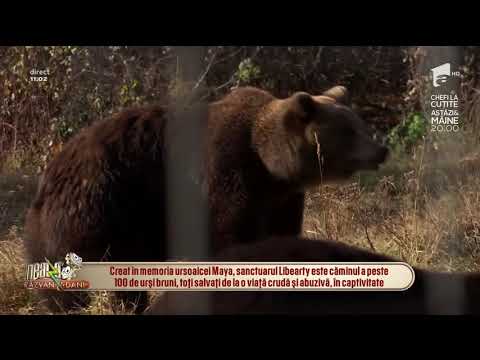 Poveştile ursuleţilor din Zărneşti, cea mai mare rezervație de urși bruni din România