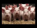 Grandpa S Farm Song