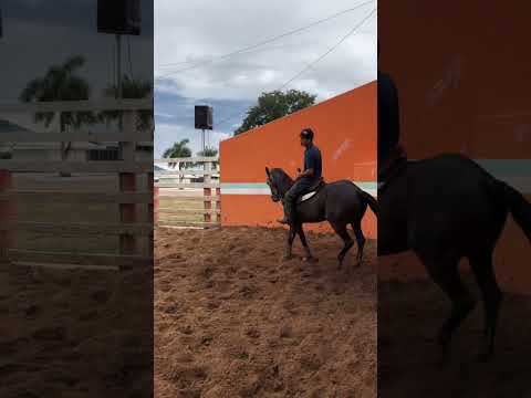 Vaquejada em capitão Eneas #vaquejada #yotubeshorts #viraliza #roça