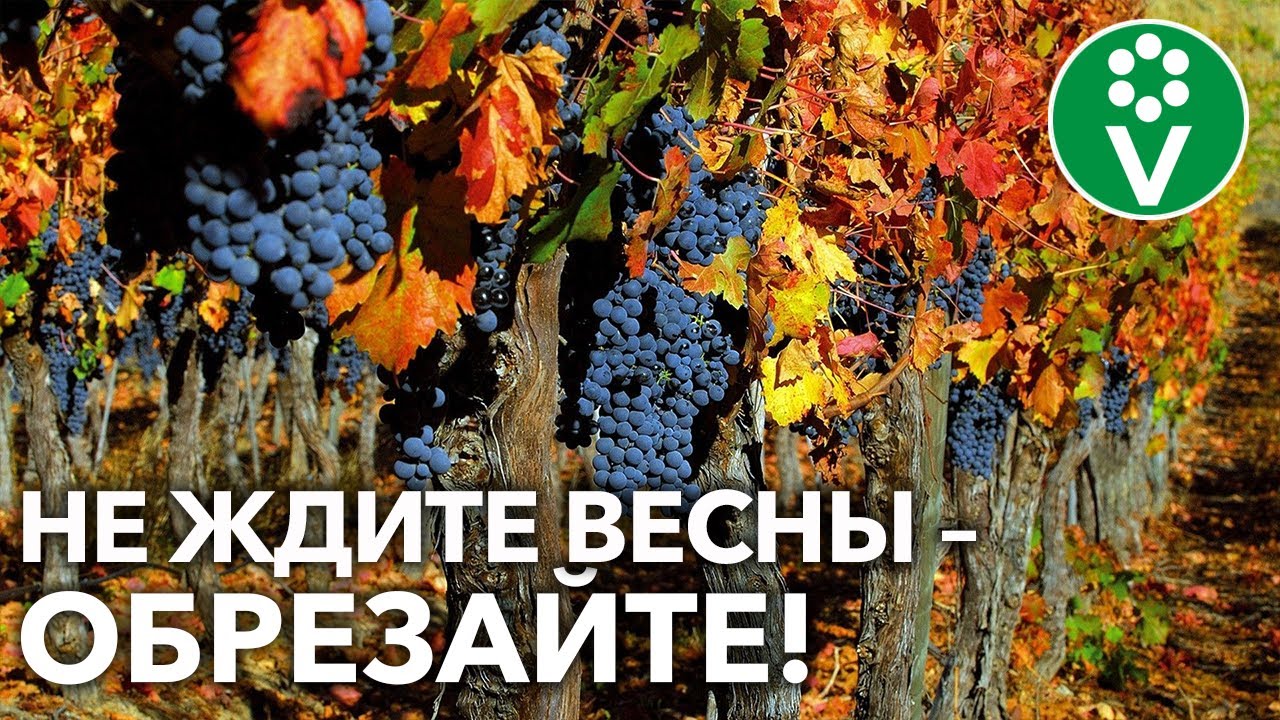 Виноградной лозе не страшна зима при такой подготовке в сентябре!