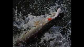 Приманки garry angler fox maggot