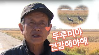 흑두루미를 위한 농부들의 배려 / YTN 사이언스