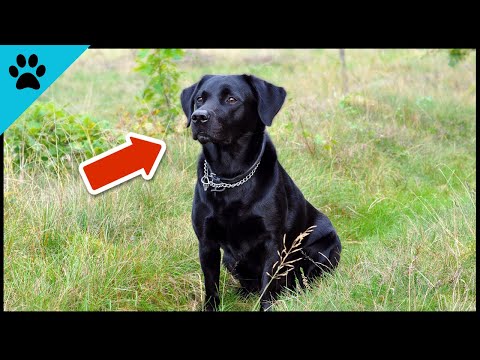 Why Black Dogs Are Not Adopted As Often As Others (SAD 💔)