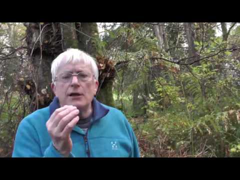 Runes Course Worldwide with the Druid Forest School