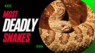 Most Venomous Snakes in the US - Deadliest Snakes in North America - Animal Facts