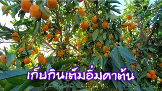 สวนเขาเราเก็บกินใด้ไม่อั้นส้มสดๆจากสวนในอเมริกา🍊🍊