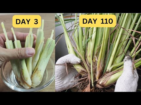 How to grow lemongrass from store-bought stalks
