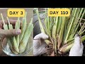 How to grow lemongrass from store-bought stalks