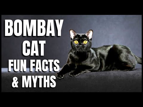Bombay Cat 101: Fun Facts & Myths