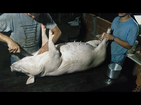 , title : 'Abate de porca caipira | Como abrir, fazer limpeza e separação da carne | Banha de porco'