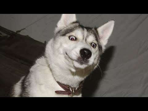 Rire à gorge déployée avec ces chiens les plus drôles de la semaine 🤣.
