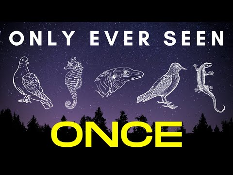 Found Once, Twice, or Thrice - 5 species that were discovered and then lost to science