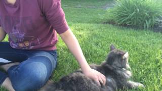 Cover l&#39;étrange route des amoureux