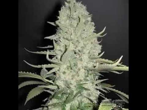 PZS - Serce Podpowiada a Rozum Odmawia