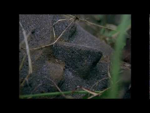 The Lost Temple of Java