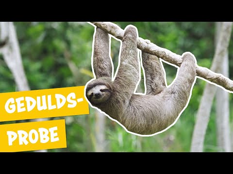 Faul sein wie ein Faultier | Panda, Gorilla & Co.