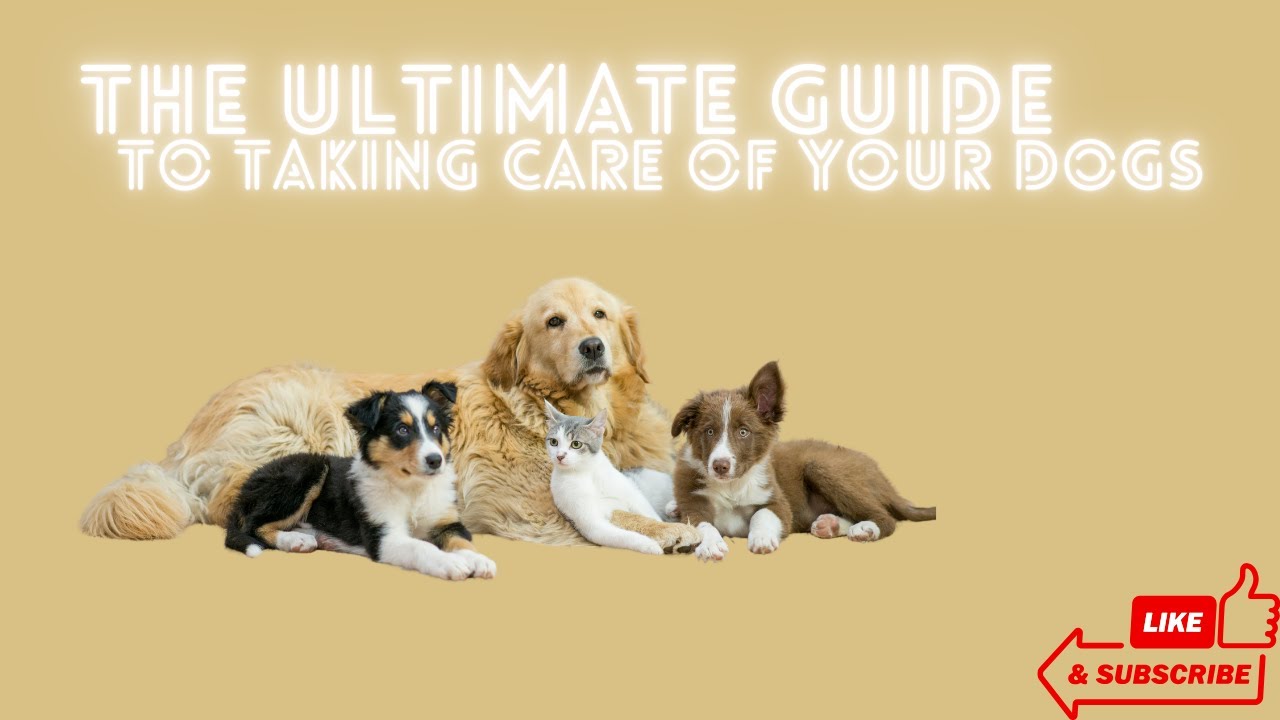 The Ultimate Guide To Taking Care of Your Dogs 🐶🐾 #pets #funfactsaboutdogs #petlovers