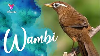 Download lagu Chinese Hwamei Bird Sound Bird Call And Bird Chirping mp3 Download lagu Chinese Hwamei Bird Sound Bird Call And Bird Chirping mp3
