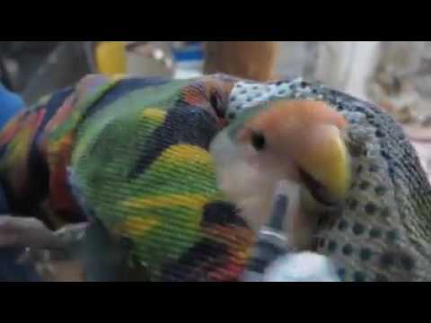 Medikamenteneingabe nach Legedarm-OP (von Sylvia)